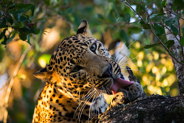 Sri lanka wild life